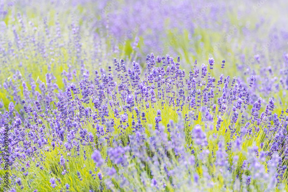 Fototapeta premium Lavender Flowers at the Plantation Field, Lavandula Angustifolia