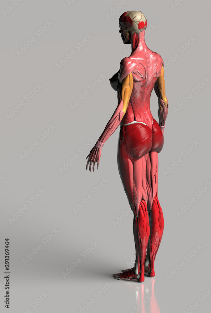 Back Muscle Anatomy Of Woman Render Stock Photo, Picture and Royalty Free  Image. Image 94245885.