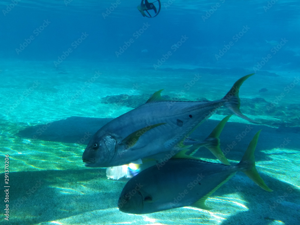 Fototapeta premium fish in ocean