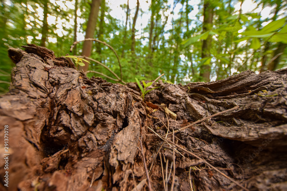 roots of a tree roots of a tree