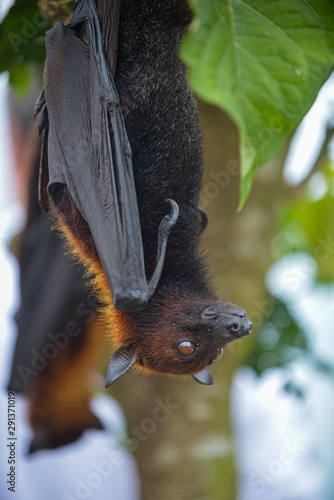 Fruit Bat Pteropus vampyrus or Large Flying Fox photo