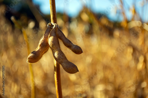 pods of ripe soybeans in a field in autumn on a sunny day
