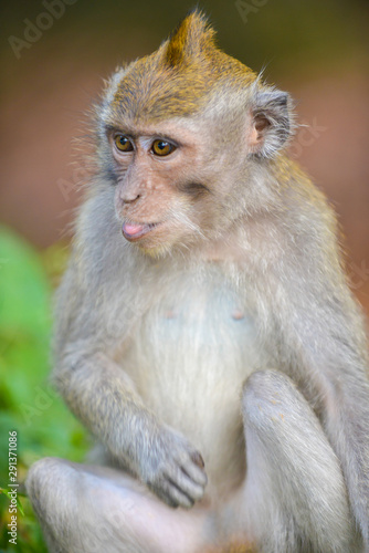 Crab eating macaque, Macaca Fascicularis Monkey Forest Ubud Bali © Krzysztof Wiktor