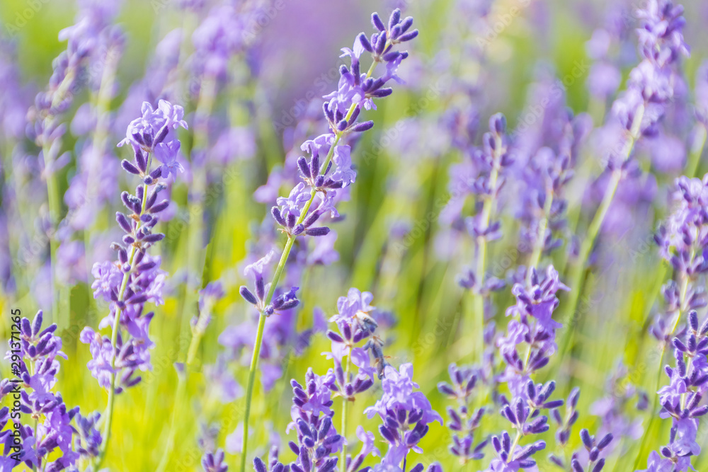 Obraz premium Lavender Flowers at the Plantation Field, Lavandula Angustifolia