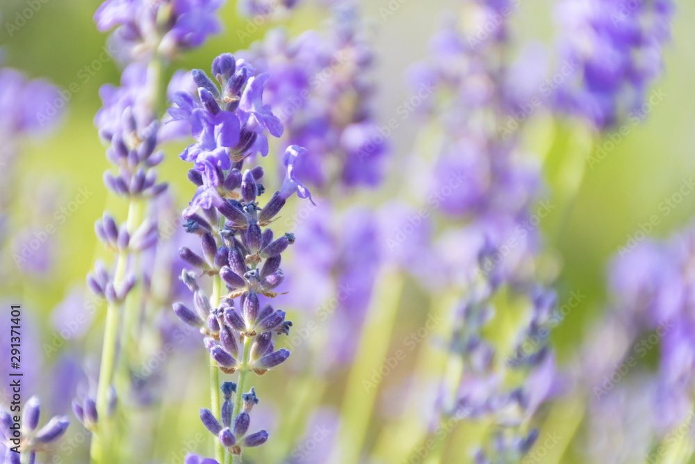 Obraz premium Lavender Flowers at the Plantation Field, Lavandula Angustifolia