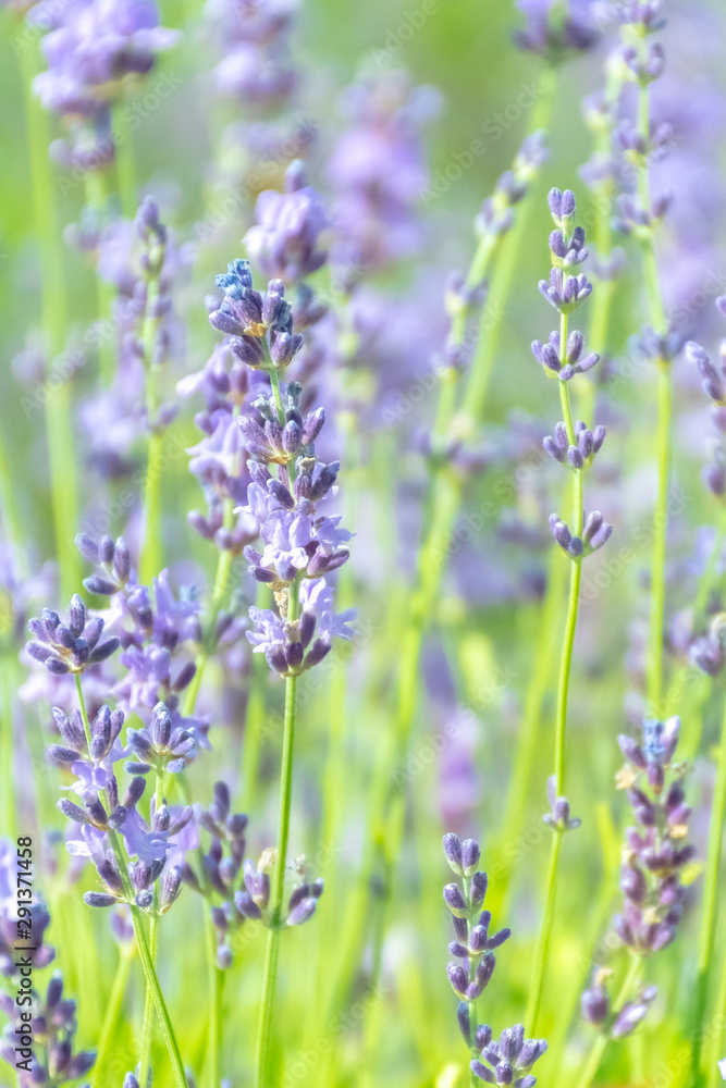 Lavender Flowers at the Plantation Field, Lavandula Angustifolia