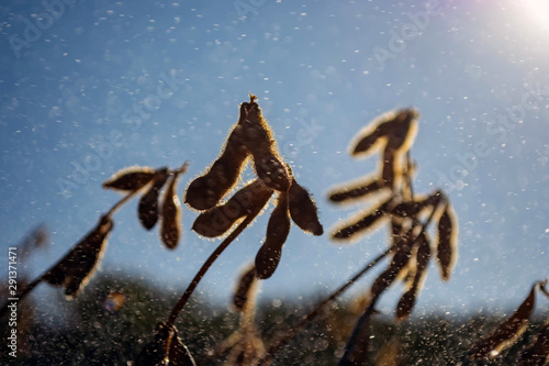 pods of ripe soybeans in a field in autumn on a sunny day