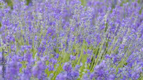 Lavender Flowers at the Plantation Field  Lavandula Angustifolia