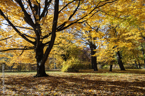 Autumn trees in Lazienki park  Warsaw