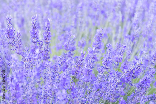 Lavender Flowers at the Plantation Field  Lavandula Angustifolia
