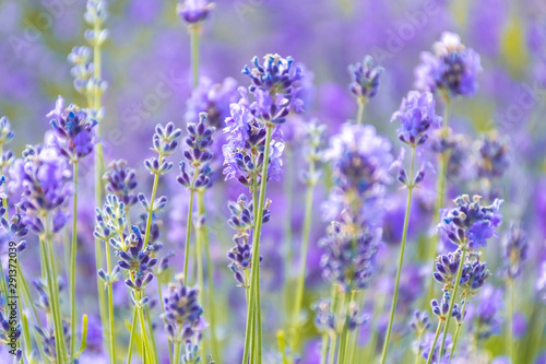 Fototapeta Naklejka Na Ścianę i Meble -  Lavender Flowers at the Plantation Field, Lavandula Angustifolia
