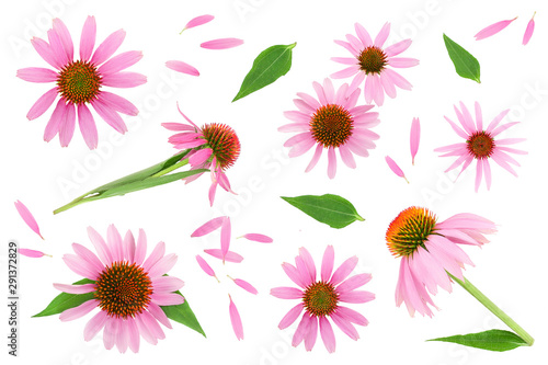 Schilderij op canvas Coneflower or Echinacea purpurea isolated on white background, Top view