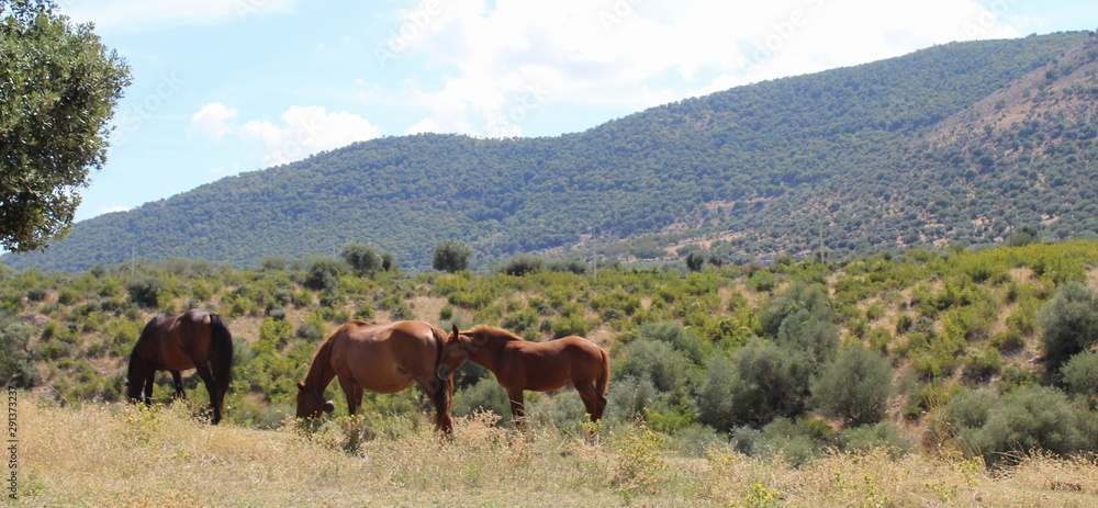 Cavalli allo stato brado in campagna Cavalli allo stato brado in campagna