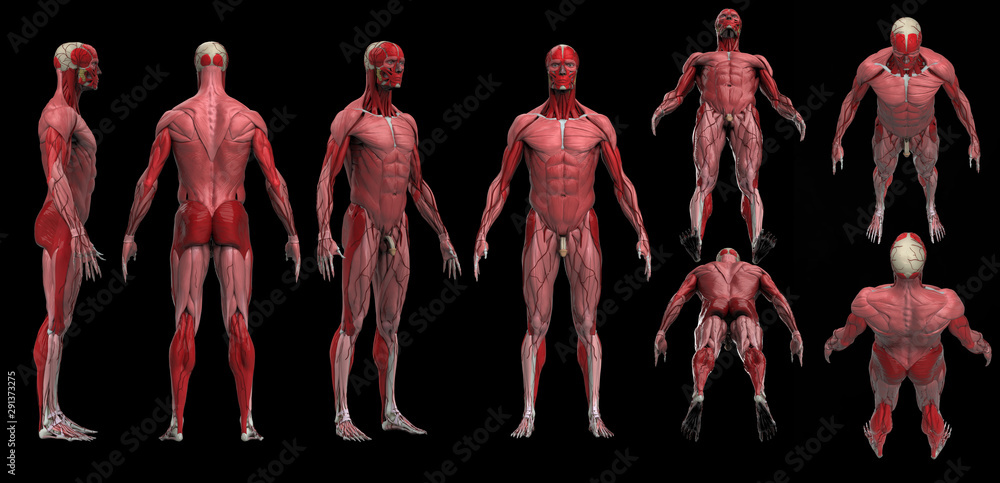 Muscle anatomy of male multiple poses black floor isolated 3d render ...
