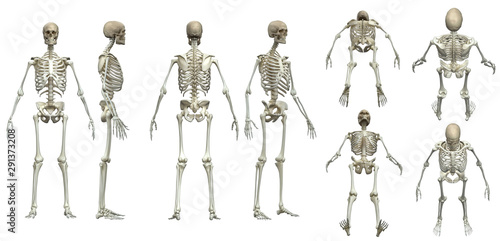 Multiple poses of skeleton white background  isolated 3d render