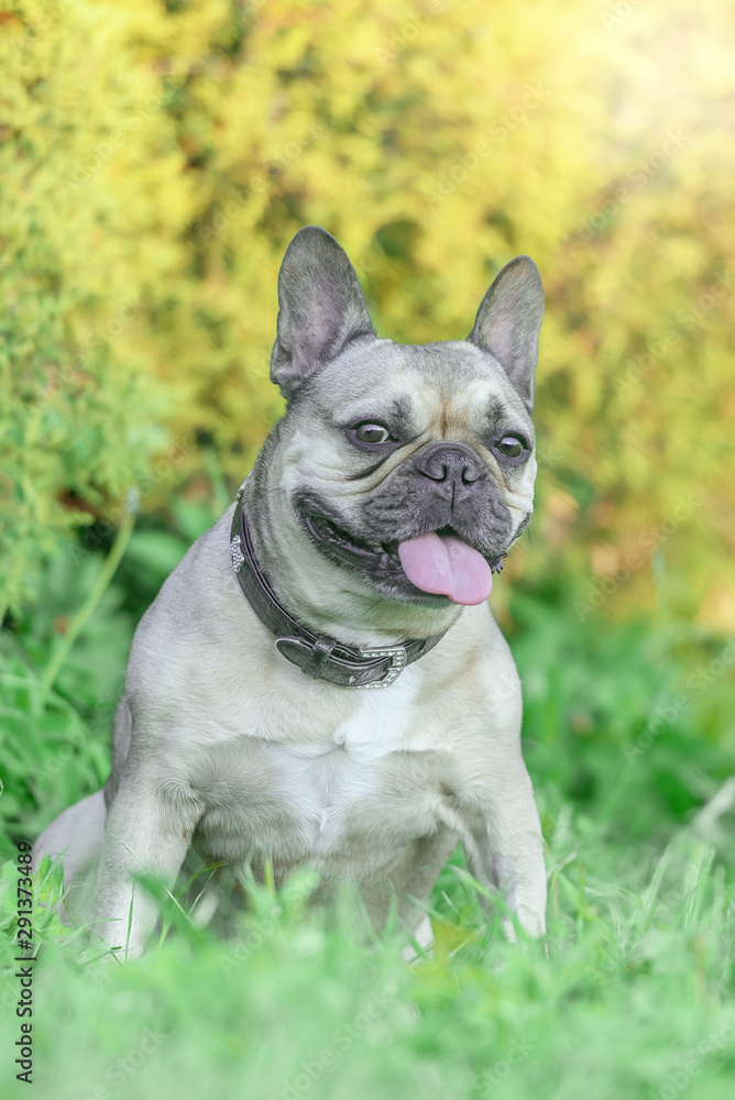 French bulldog in the park