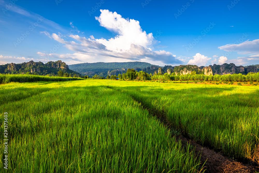 Fototapeta premium Rice Field View at Phitsanulok, Thailand