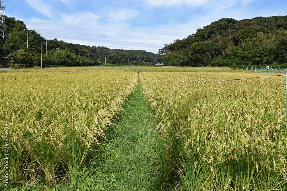 Rice cultivation / In Japan, rice is planted in the rainy season in May, and the harvest season comes in late September.
