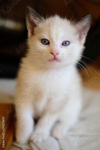 cat with blue eyes © Vasilii Kravtsov