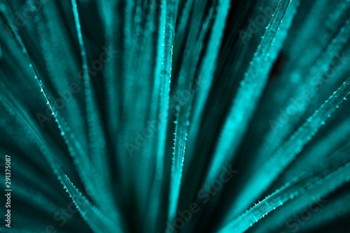 Selective focuse aloe close up background