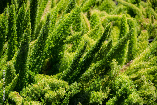 Closeup nature view of green leaf. Natural green plants landscape, ecology, fresh wallpaper concept.