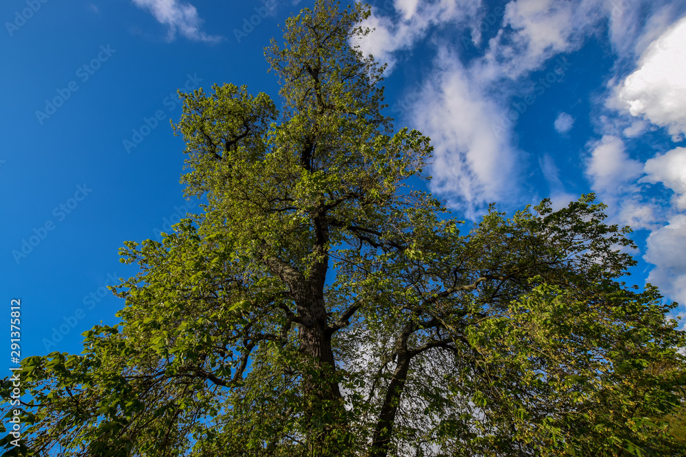 tree and blue sky tree and blue sky