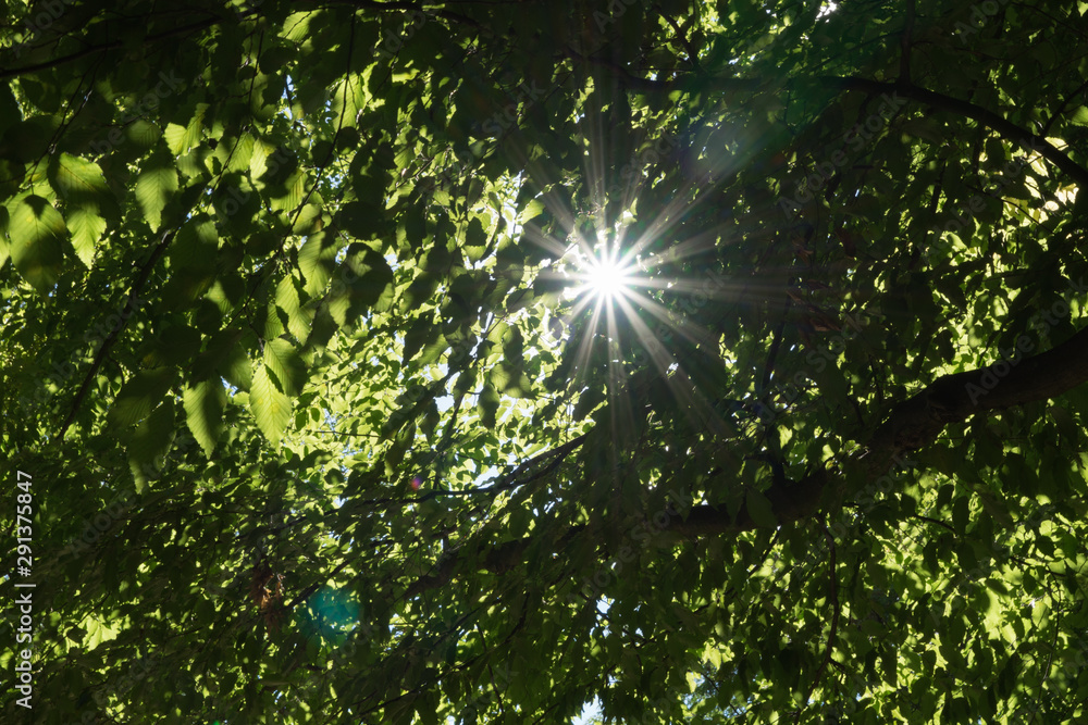 Sonnenstrahlen brechen durch das Laub eines alten Waldes Sonnenstrahlen brechen durch das Laub eines alten Waldes