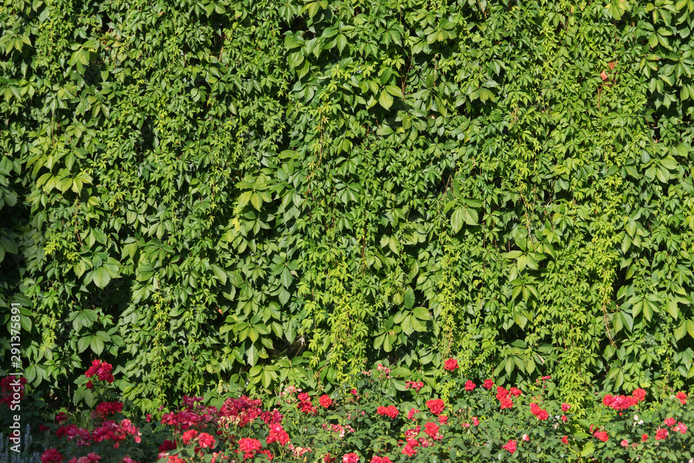 Grün eingewachsene Mauer und rote Rosen im Sonnenlicht