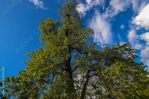 tree and blue sky