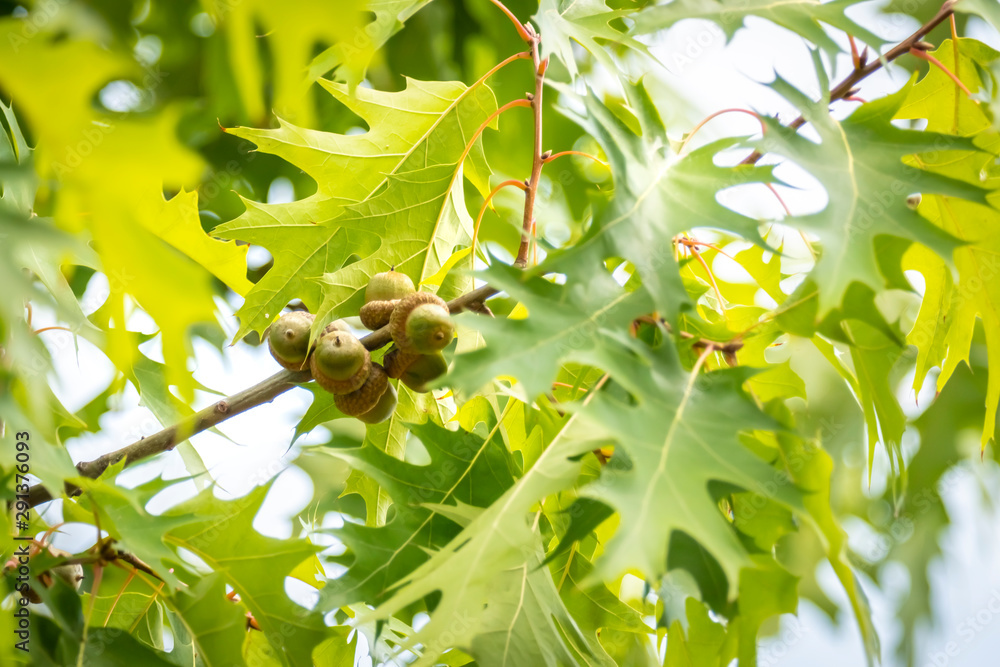Fototapeta premium Quercus rubra L., Red Oak in Summer on the Sky Background; Leafy Background