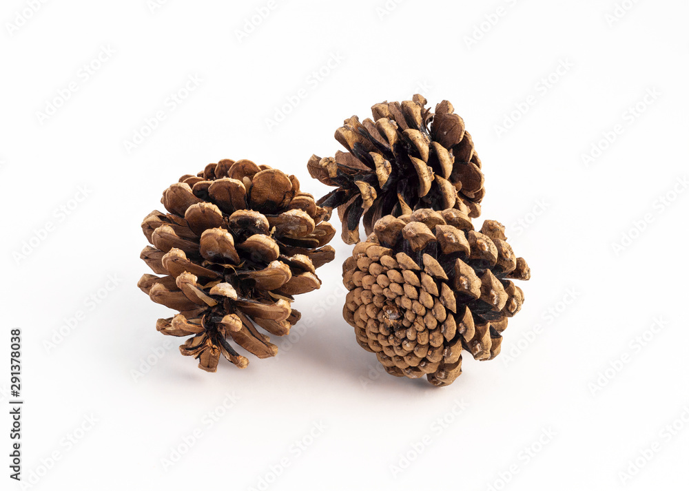 group of pinecone on white background group of pinecone on white background