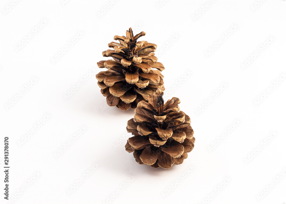 group of pinecone on white background group of pinecone on white background