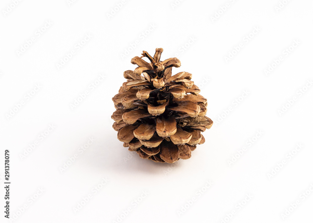 single pinecone on white background single pinecone on white background