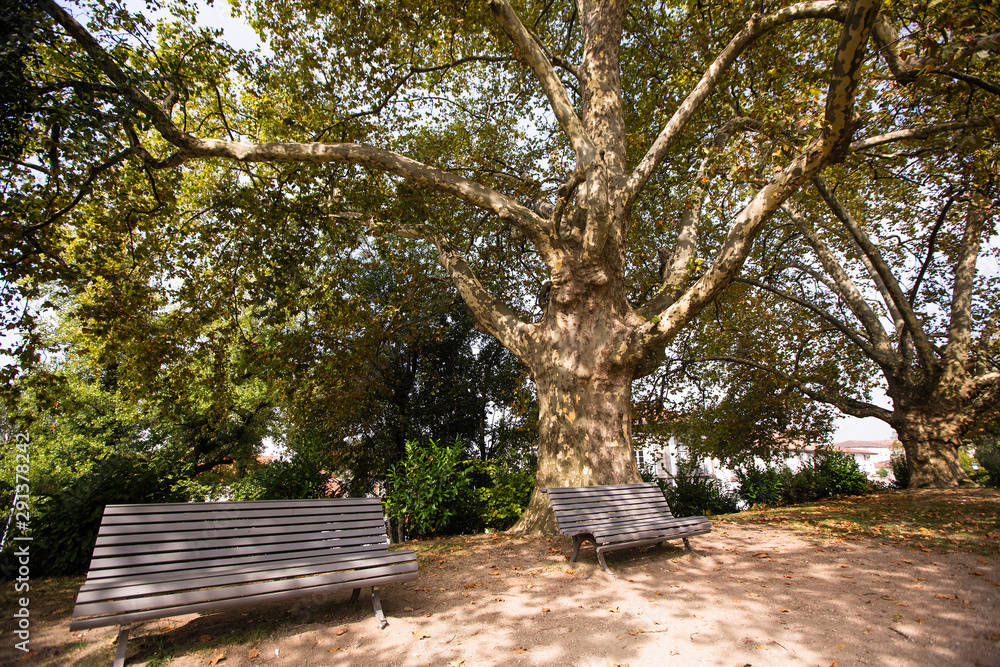 American Sycamore Tree (Platanus occidentalis) and benches in the Park. American Sycamore Tree (Platanus occidentalis) and benches in the Park.