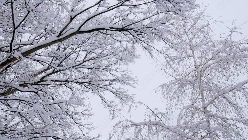 Snow falling on tree branches in Winter christmas season background. Beautiful nature landscape Snow falling on tree branches in Winter christmas season background. Beautiful nature landscape