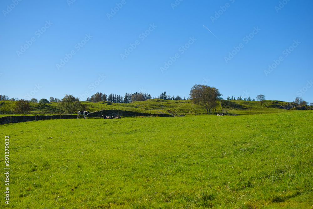 Fototapeta premium Landscape: cows on a green pasture, a forest in the distance, a bright blue sky. Norway