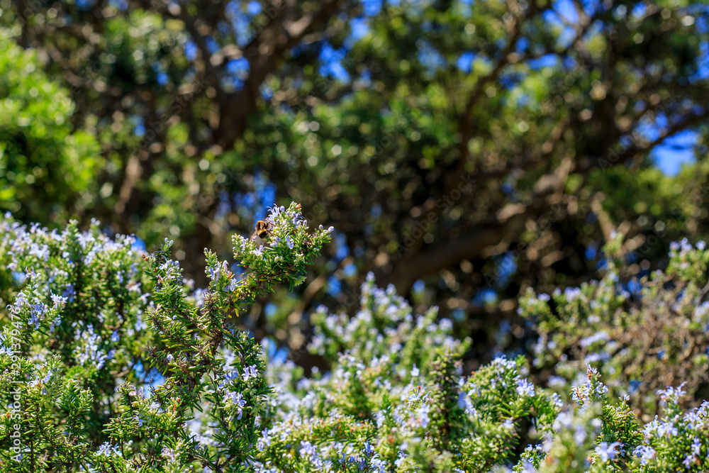 Obraz premium Bumblebee collecting pollen from rosemary flower