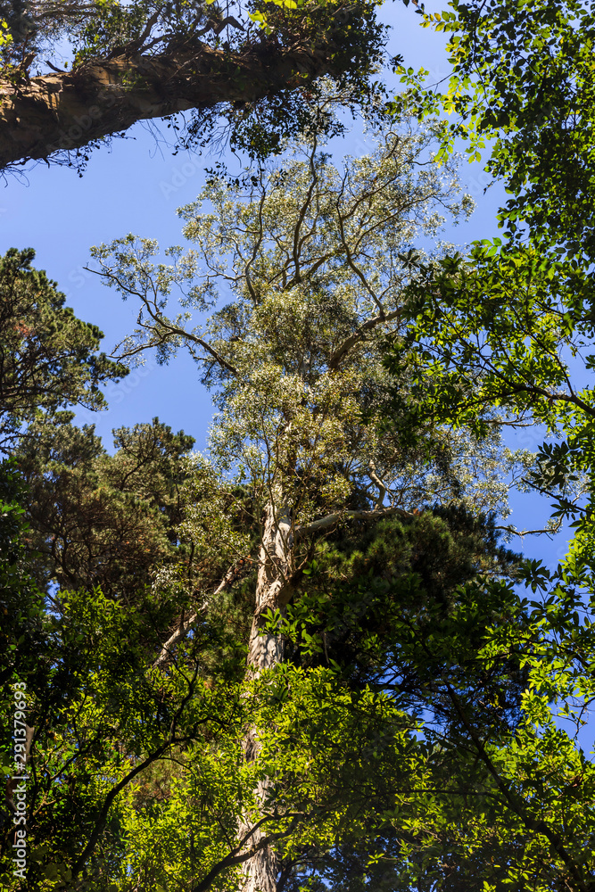 Fototapeta premium Forest nature background on Central Park, Wellington, New Zealand