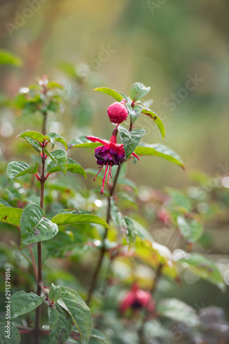 Fuchsia with Raindrops