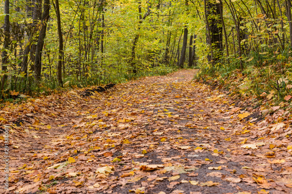 Trail winding through a forest. Golden forest landscape setting during the autumn season. The fallen foliage. Trail winding through a forest. Golden forest landscape setting during the autumn season. The fallen foliage.
