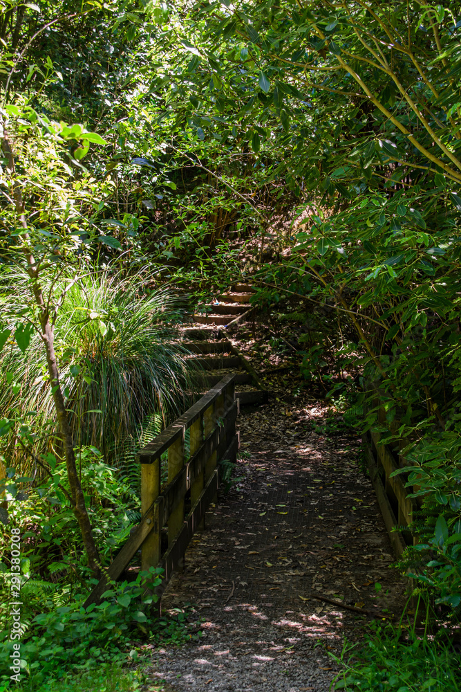 Obraz premium Central park trail with sunlight coming down in between the trees, Wellington, New Zealand.