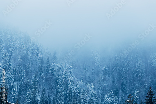 thick fog descends from the top of the mountains. the forest on