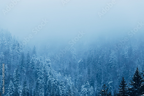 the forest on the mountain is covered with snow and the fog whic