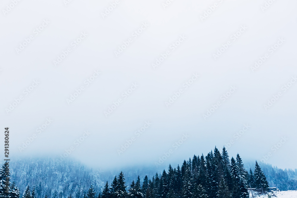 beautiful and mystical forest in the mountains covered with snow beautiful and mystical forest in the mountains covered with snow