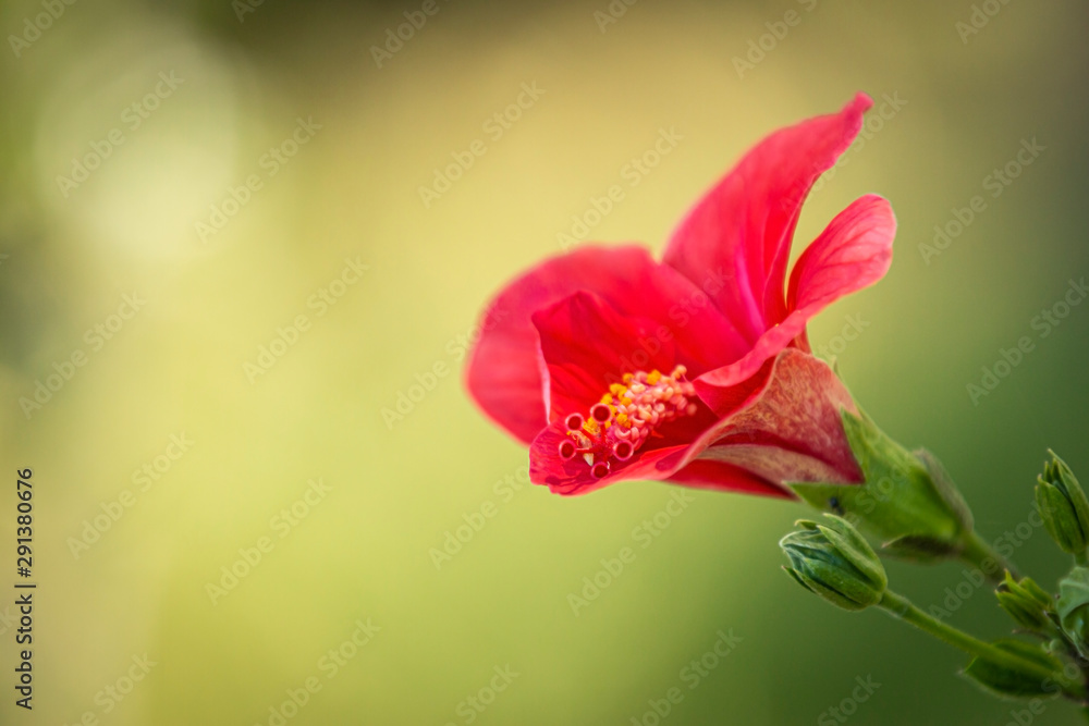 Closeup pretty fresh flower with bright petals growing on blurred background of garden Closeup pretty fresh flower with bright petals growing on blurred background of garden
