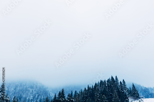beautiful and mystical forest in the mountains covered with snow