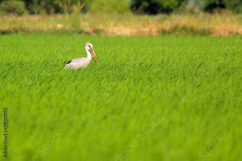 openbill stork in paddy field