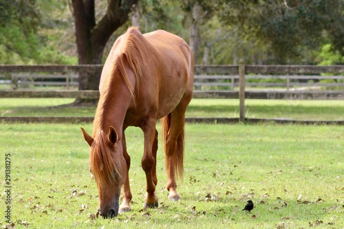 Obraz na plátně Chestnut Paso Fino Horse Grazing with Cowbird