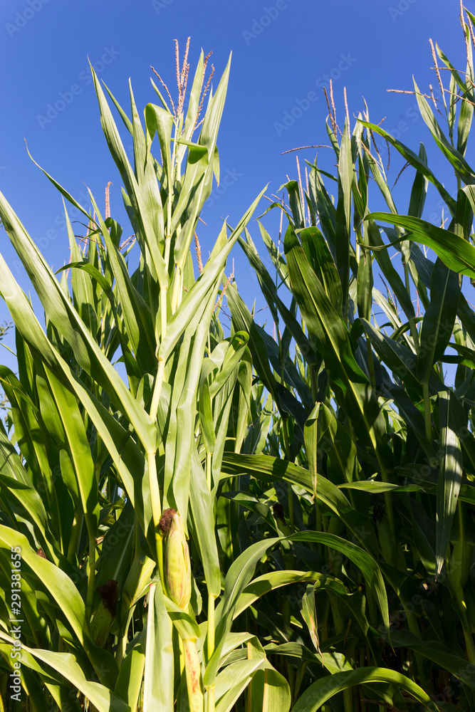 Obraz premium Detail of the Maize Field