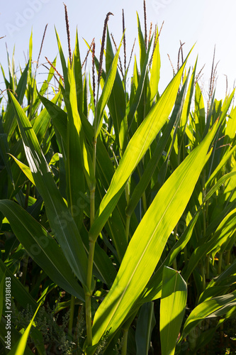 Detail of the Maize Field